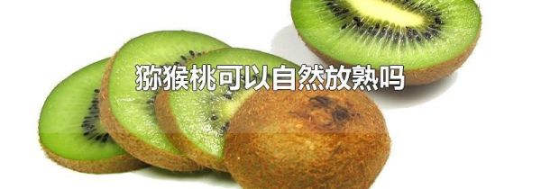 猕猴桃可以自然放熟吗