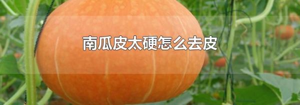 南瓜皮太硬怎么去皮