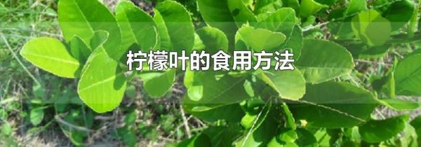 柠檬叶的食用方法