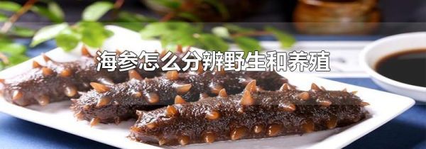 海参怎么分辨野生和养殖