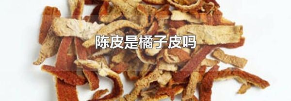 陈皮是橘子皮吗