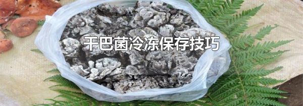 干巴菌冷冻保存技巧