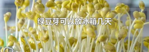 绿豆芽可以放冰箱几天