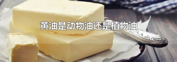 黄油是动物油还是植物油