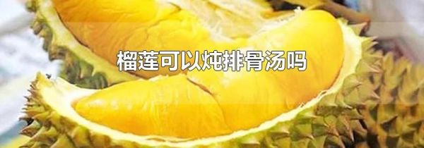 榴莲可以炖排骨汤吗