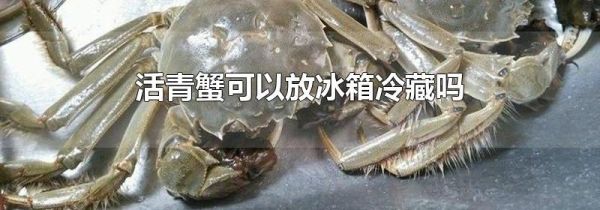 活青蟹可以放冰箱冷藏吗
