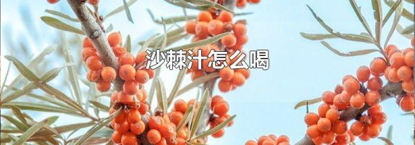 沙棘汁怎么喝