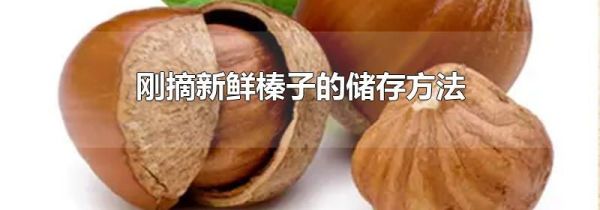 刚摘新鲜榛子的储存方法