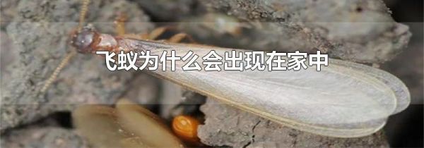 飞蚁为什么会出现在家中