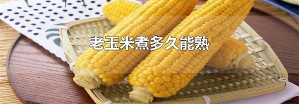 老玉米煮多久能熟