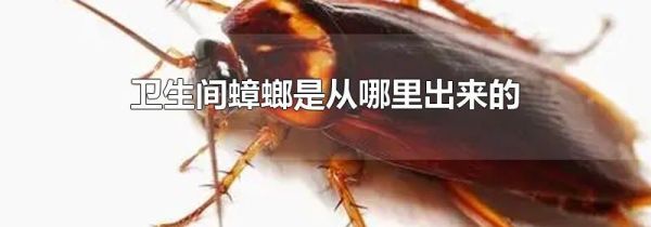卫生间蟑螂是从哪里出来的
