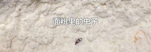 面粉里的虫子