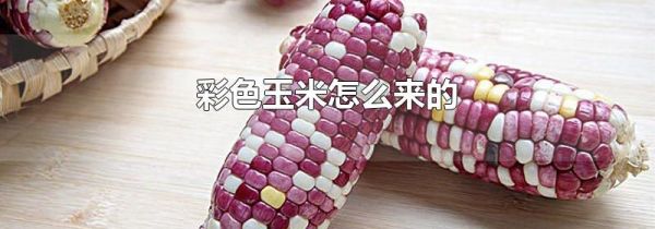 彩色玉米怎么来的