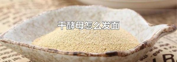 干酵母怎么发面