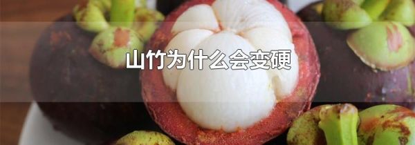 山竹为什么会变硬
