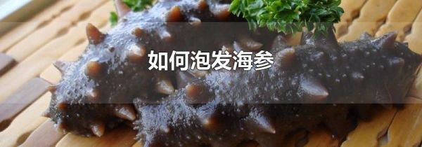 如何泡发海参
