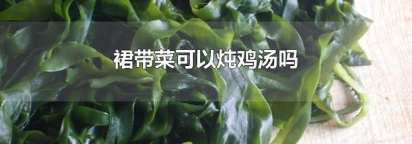 裙带菜可以炖鸡汤吗