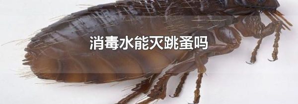 消毒水能灭跳蚤吗