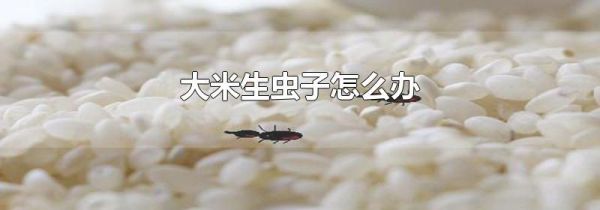 大米生虫子怎么办