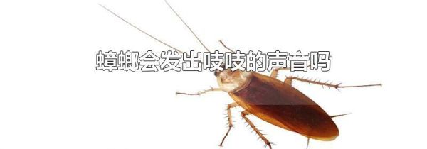 蟑螂会发出吱吱的声音吗