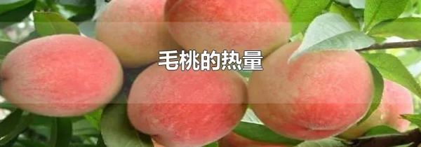 毛桃的热量