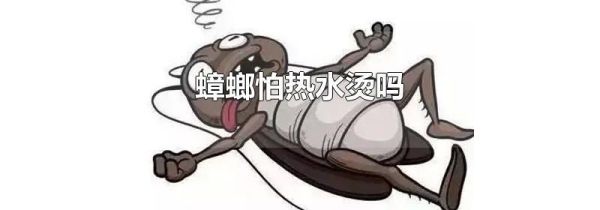 蟑螂怕热水烫吗