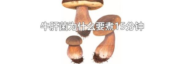 牛肝菌为什么要煮15分钟