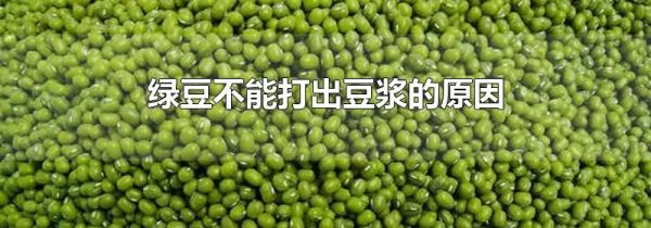 绿豆不能打出豆浆的原因