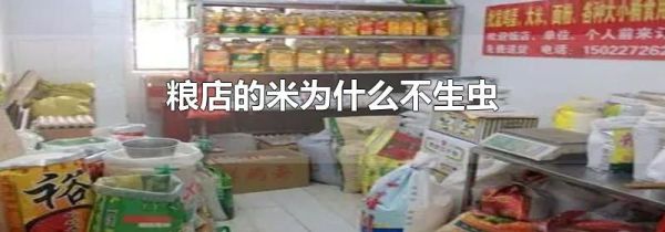 粮店的米为什么不生虫
