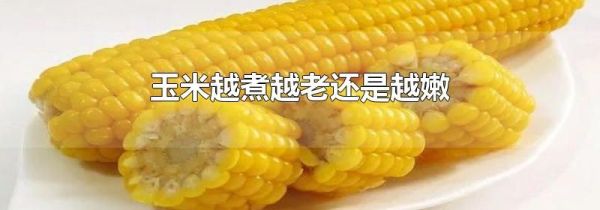 玉米越煮越老还是越嫩