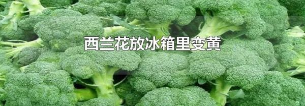 西兰花放冰箱里变黄