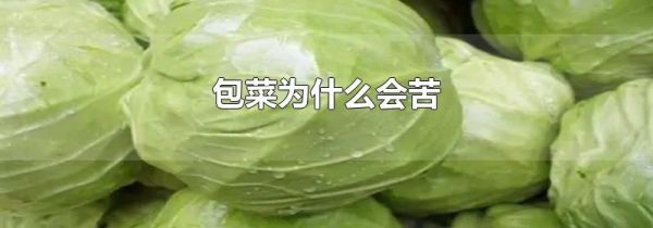 包菜为什么会苦