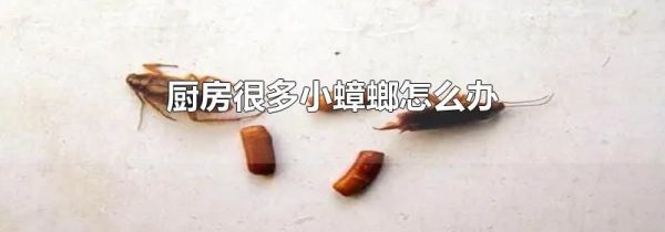 厨房很多小蟑螂怎么办