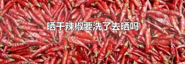 晒干辣椒要洗了去晒吗