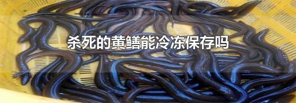 杀死的黄鳝能冷冻保存吗