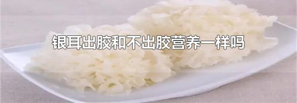 银耳出胶和不出胶营养一样吗