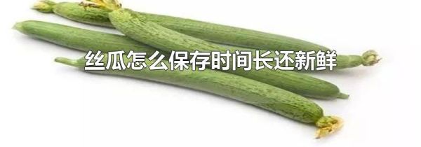 丝瓜怎么保存时间长还新鲜