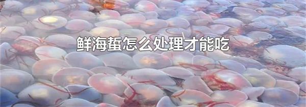 鲜海蜇怎么处理才能吃