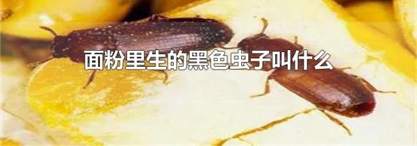 面粉里生的黑色虫子叫什么
