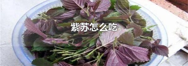 紫苏怎么吃