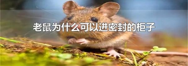老鼠为什么可以进密封的柜子