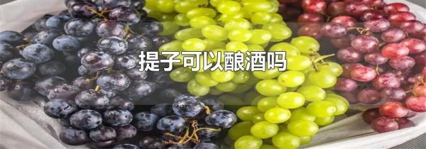 提子可以酿酒吗