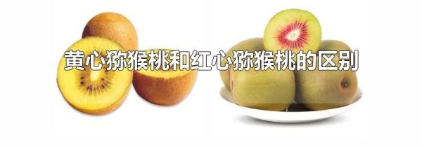 黄心猕猴桃和红心猕猴桃的区别