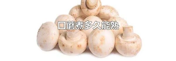 口蘑煮多久能熟