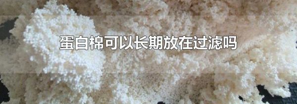 蛋白棉可以长期放在过滤吗