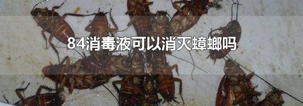 84消毒液可以消灭蟑螂吗