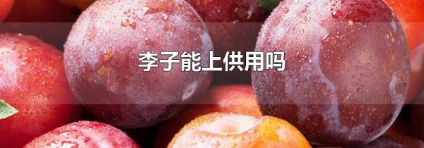 李子能上供用吗