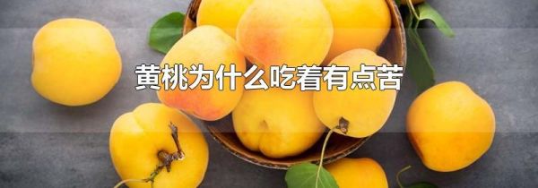 黄桃为什么吃着有点苦