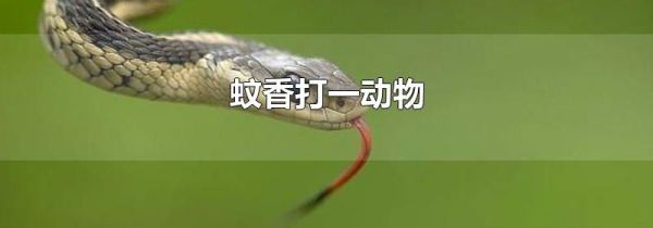 蚊香打一动物