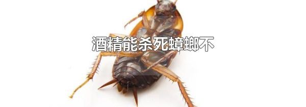 酒精能杀死蟑螂不